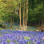 ash stool & bluebells 